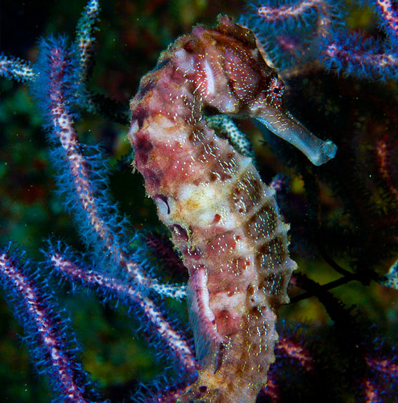 fujairah-diving